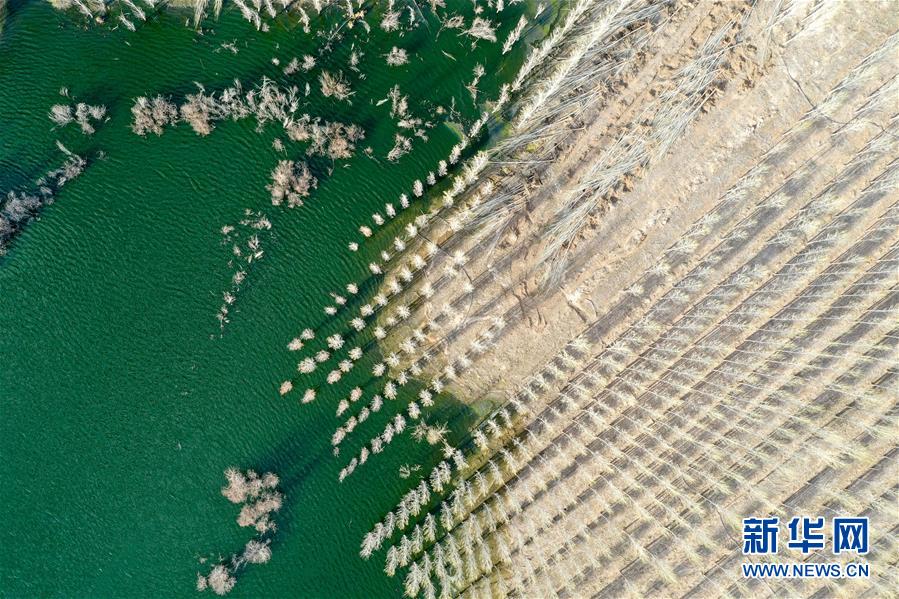 (環(huán)境)(1)新疆阿勒泰:戈壁灘上育樹苗 中水回用助力綠化工程